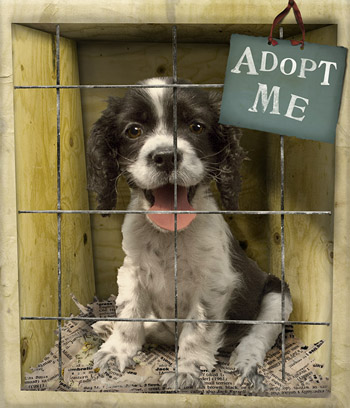 adopt_me (72K)
