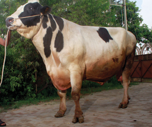 HolsteinFriesian (89K)