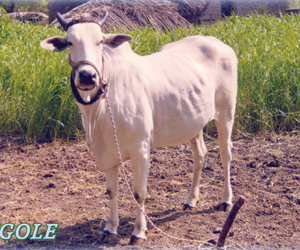 Ongole (109K)