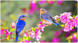 spring birds.png