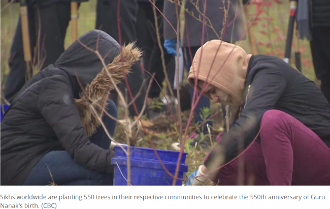 bramptong trees on the ground.png