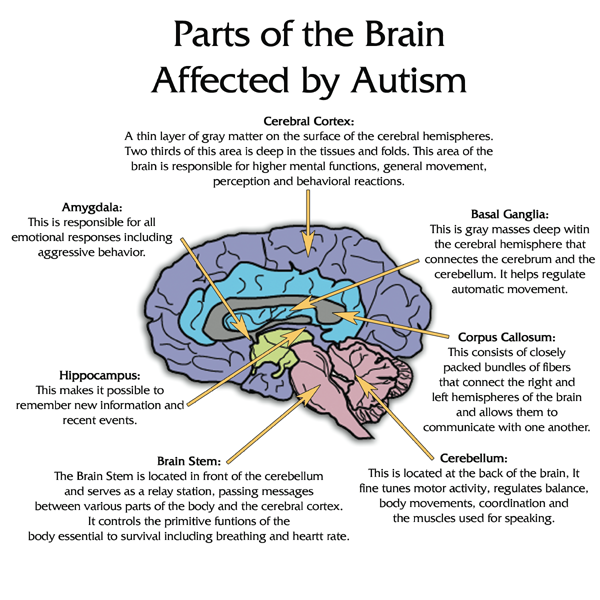 Brain_Autism (267K)