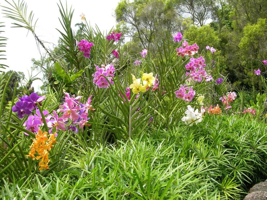 OrchidGarden (163K)