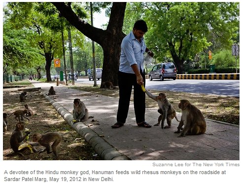 monkeys (217K)