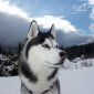 AnandNanuq's picture