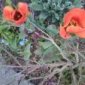 jyoti's picture