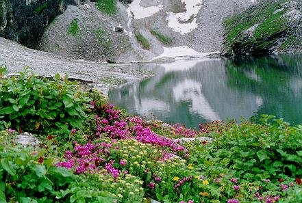 Hemkunt lake adorned with meadows of wildflowers