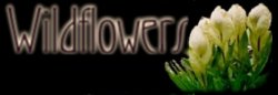 Title:  Wildflowers